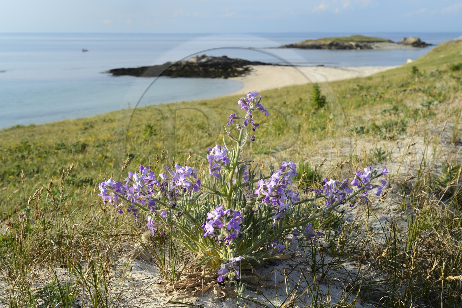 France, Finistère (29), La Foret Fouesnant, archipel des Glénan, Ile Saint-Nicolas, côte ouest