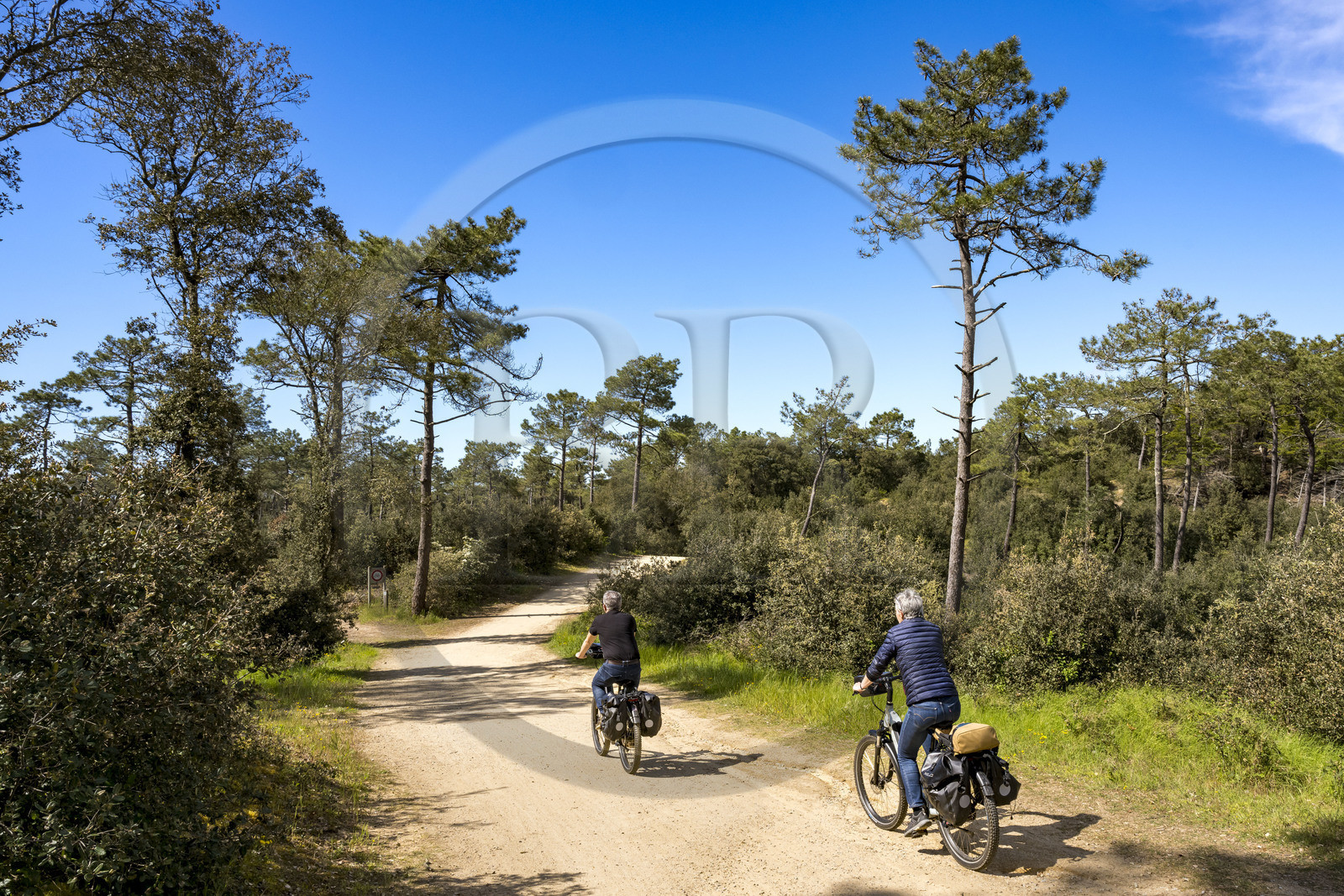 France, Vendee, Les Sables d'Olonne, cyclist on the Vendée Vélo Tour and Vélodyssée cycle route in the forest of Olonne to the north of the city