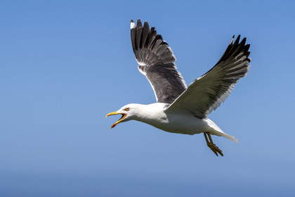 France, Finistère (29), Pays des Abers, Ile Vierge dans l'archipel de Lilia, goéland