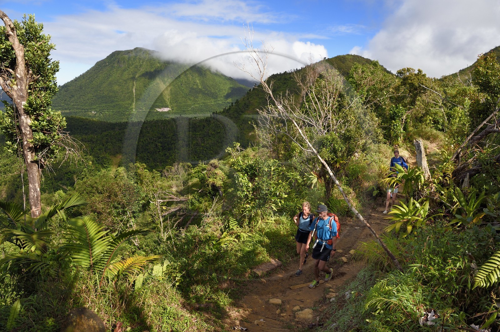 Caraïbes, Ile de la Dominique, Castle Bruce, Parc national du Morne Trois Pitons classé Patrimoine Mondial de l'UNESCO, randonneurs sur le sentier traversant la forêt tropicale et menant à la la Vallée de la Désolation puis au Boiling Lake