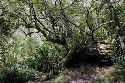 France, île de la Réunion, forêt de Bélouve