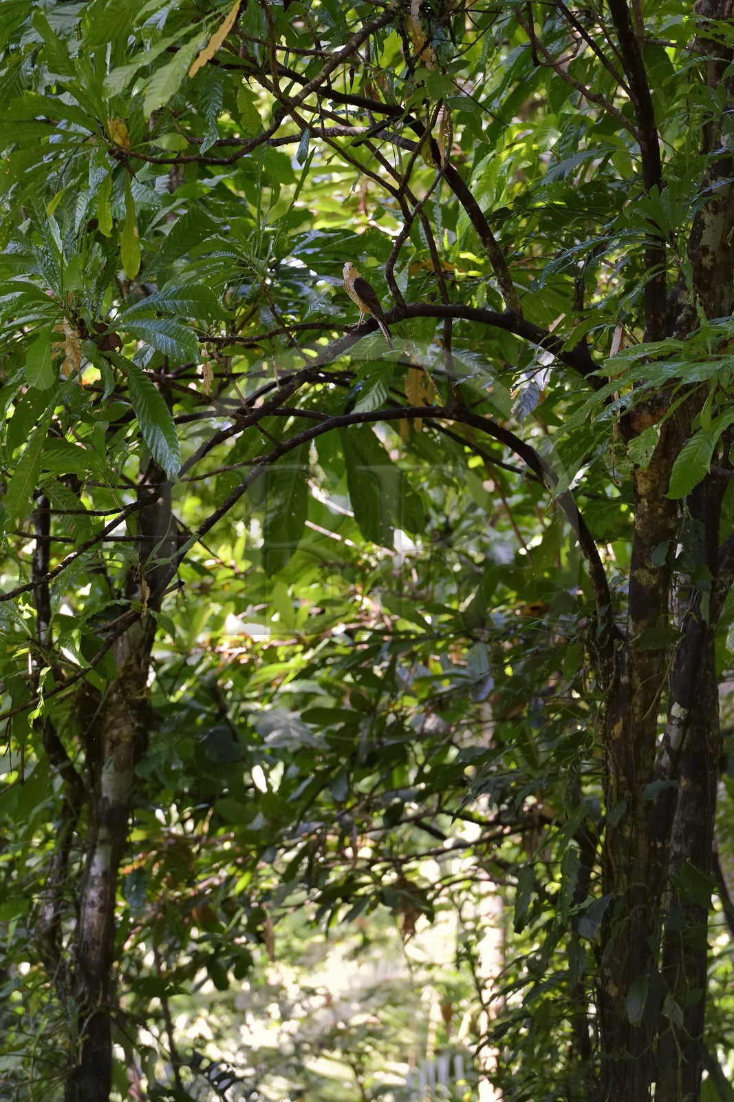 Panama, province de Chiriqui, Parc national marin du Golfe de Chiriqui, Isla Palenque, Petite Buse (Buteo platypterus) dans la forêt tropicale
