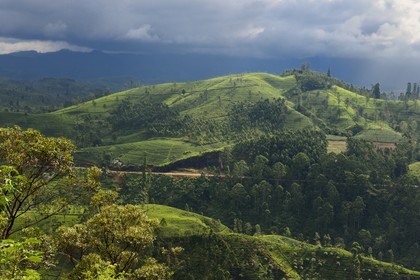 Sri Lanka, Province du Centre, trajet en train dans la région montagneuse de la culture du thé entre Hatton et Badulla, ici entre Great Western et Raddalla, plantation de thé