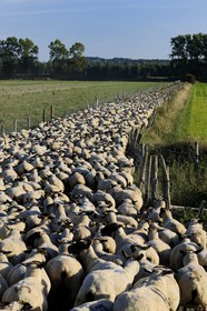 France, Ille et Vilaine, flock of salt marshes sheeps of the Mont Saint Michel