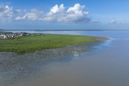 France, Guyane, Cayenne, Pointe Buzaré, la mangrove composée de palétuvier blanc (Laguncularia racemosa) entoure la totalité de la presqu'île de Cayenne, dans une période cyclique future elle disparaitra complétement pour à nouveau laisser place à la mer (vue aérienne)