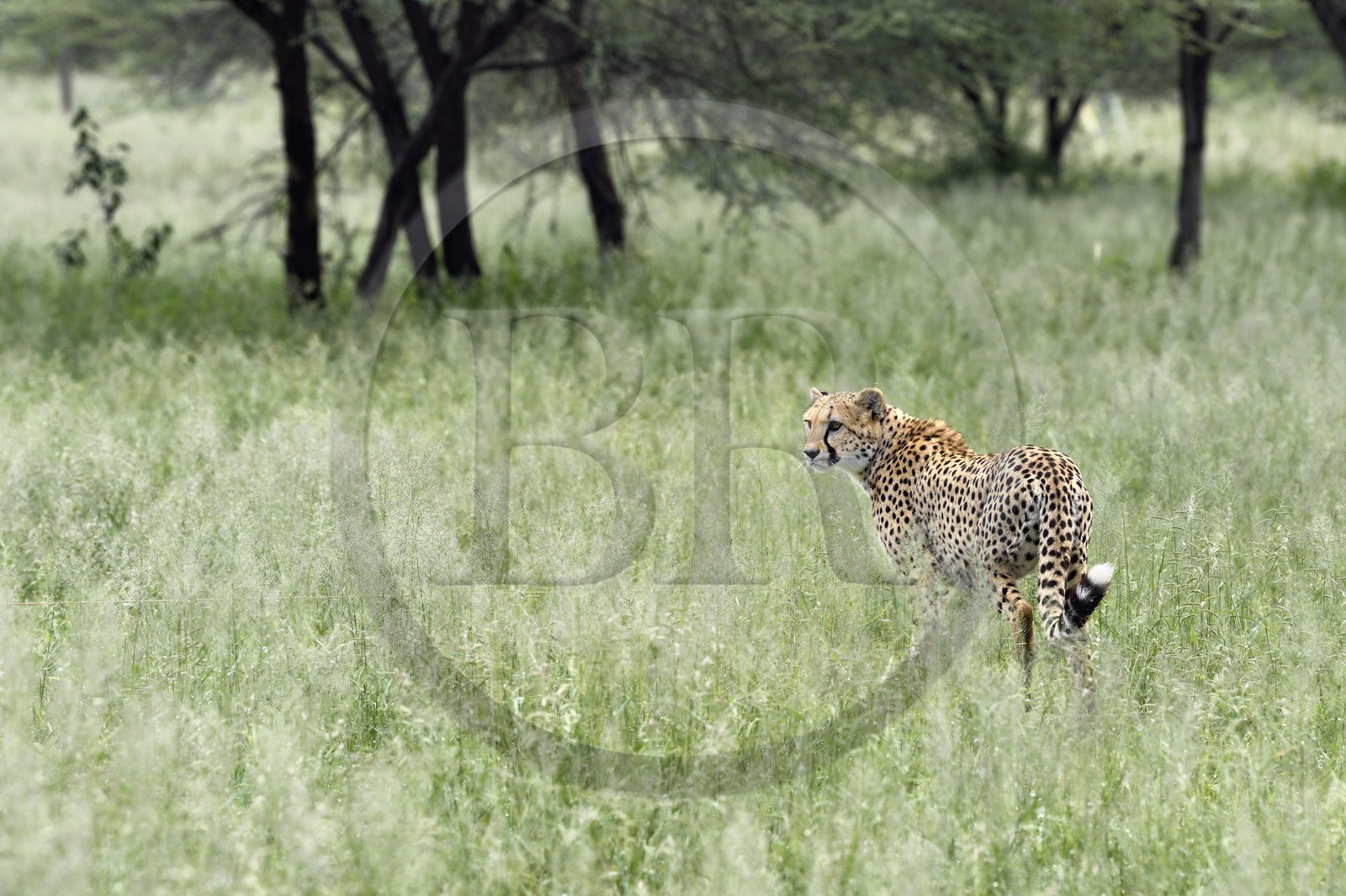 Namibie, Otjiwarongo, Cheetah Conservation Fund, centre de recherche et d'éducation, guépard (Acinonyx jubatus) dans les hautes herbes