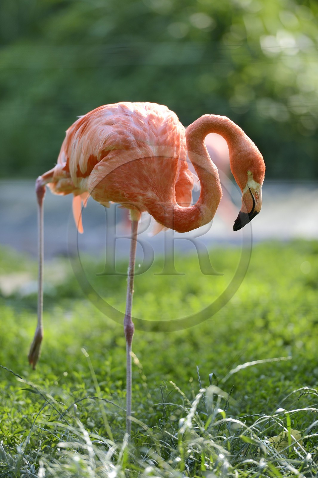France, Haut-Rhin (68), Mulhouse, parc zoologique et botanique, Flamant des Caraïbes (Phoenicopterus ruber) ou Flamant rouge