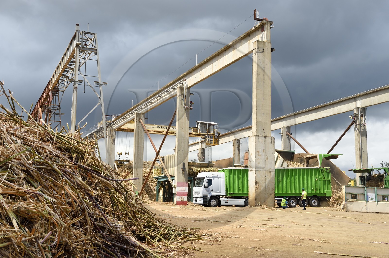 France, Ile de la Reunion, Saint-Louis, l'usine sucrière du Gol, déchargements de la canne à sucre des cachalots (camions ou remorques)