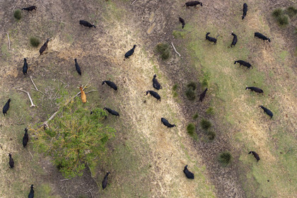 France, Gard (30), Saint-Gilles du Gard, manade Pierre Aubanel & fils, taureaux camarguais appelés Raço di Biou (vue aérienne)
