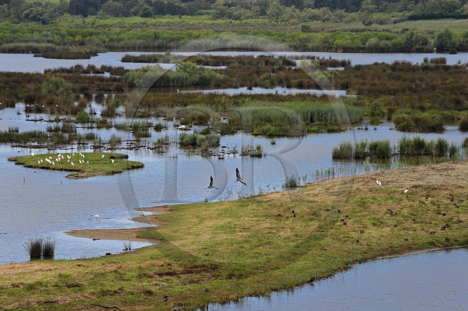 Espagne, Pays basque espagnol, Biscaye, région de Gernika-Lumo, Réserve de biosphère d'Urdaibai, Urdaibai Bird Center, hérons garde-bœufs (Bubulcus ibis) sur l'ile et héron cendré (Ardea cinerea) en vol