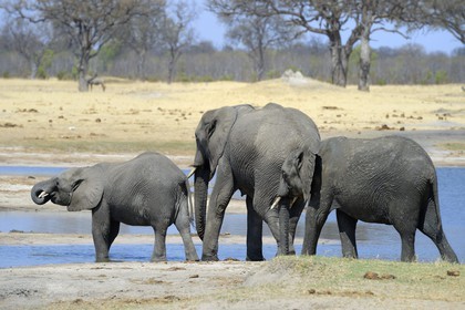 Zimbabwe, province de Matabeleland septentrional, parc national Hwange, éléphants sauvages d'Afrique (Loxodonta africana) autour d'un point d'eau