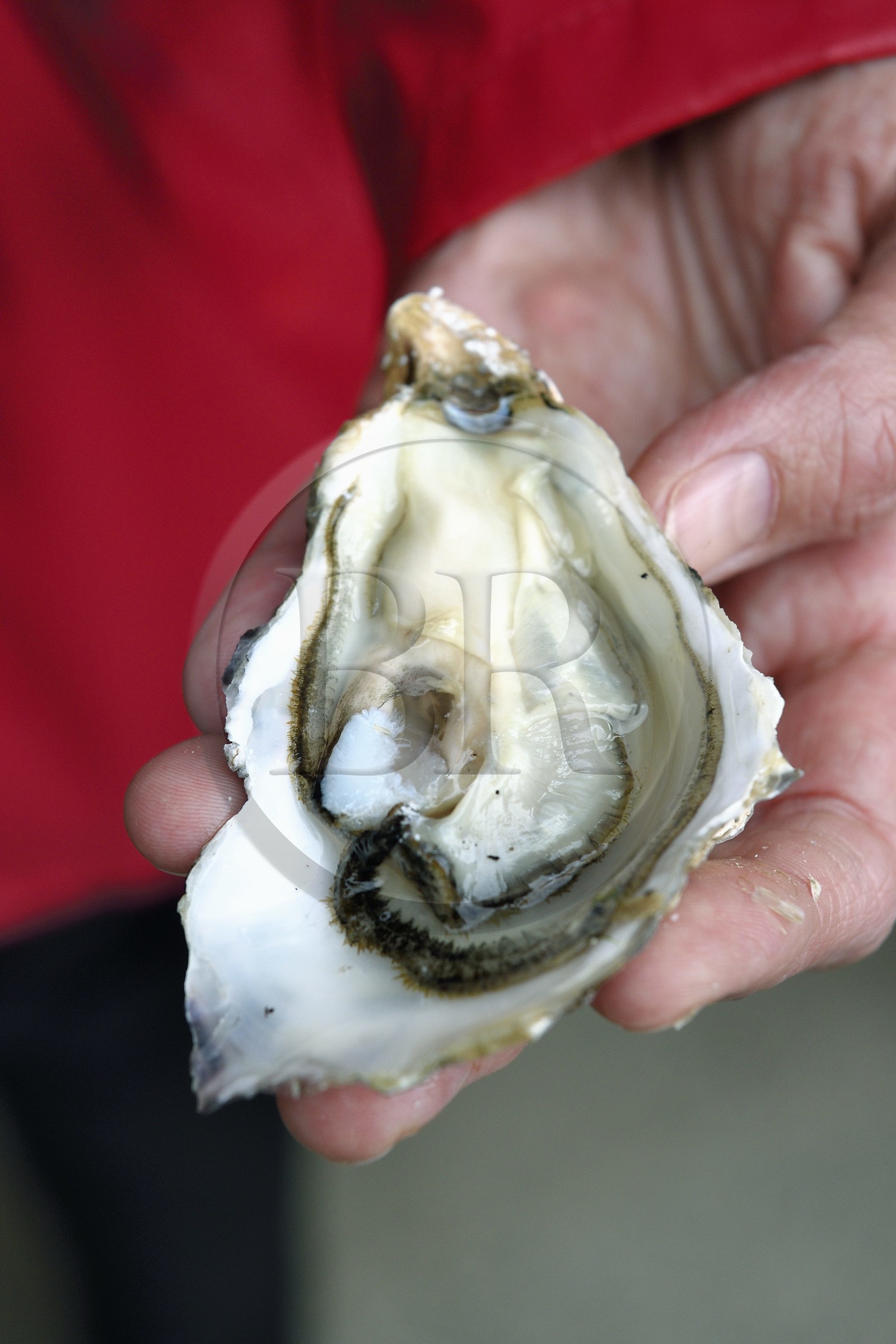 France, Charente-Maritime (17), Fouras, dégustation d'huitres dans la cabane des frères Bénard à la Pointe de la Fumée