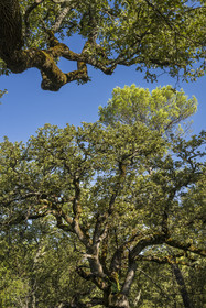 France, Var (83), Provence Verte, Bras, Académie du Bain de Forêt Provençale, forêt du domaine Le Peyrourier - une campagne en Provence