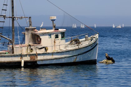 United States, California, fishing boat and sea-lions in the harbor of Monterey