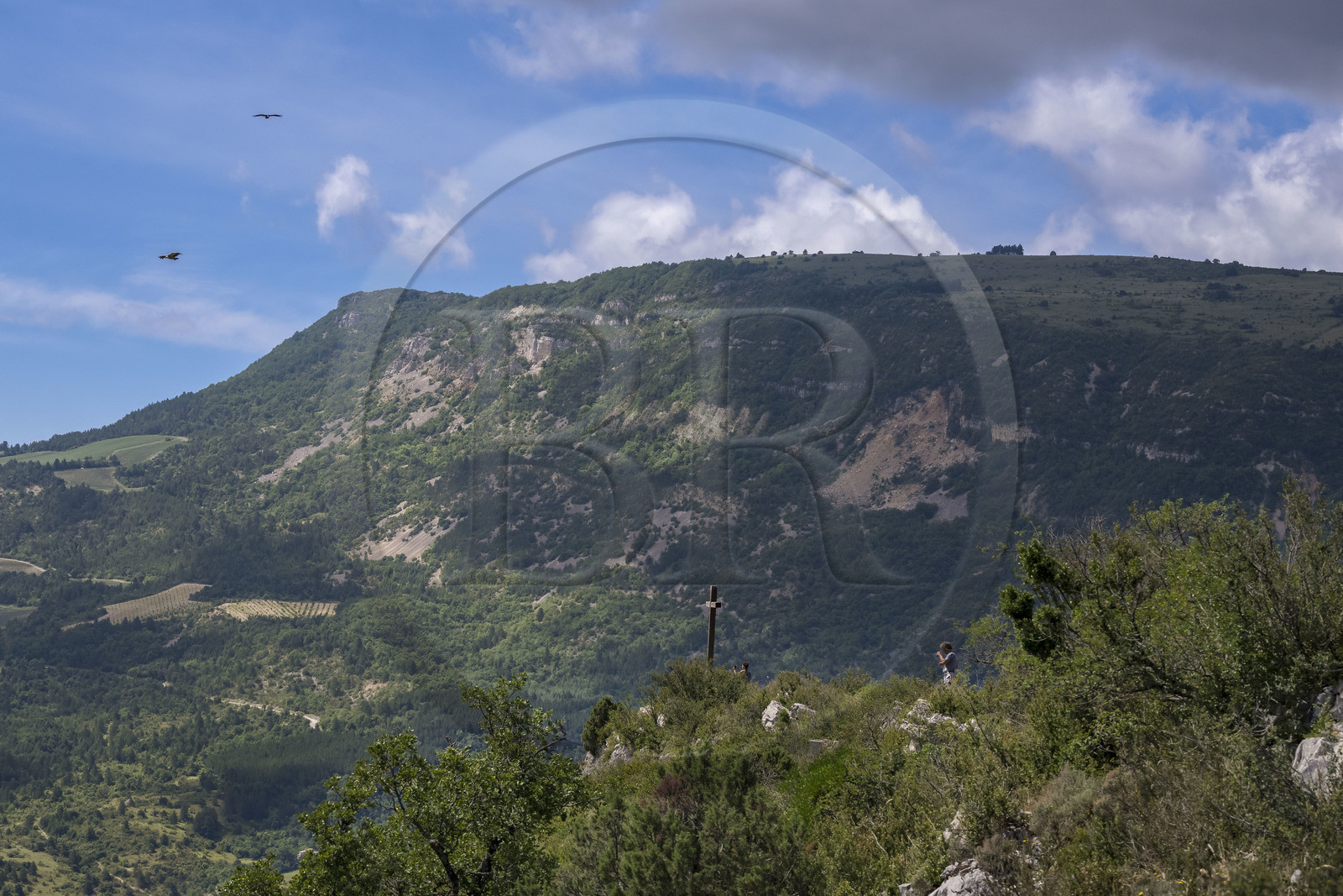 France, Drôme (26), parc naturel régional des Baronnies provençales, Rémuzat, plateau Saint-Laurent, vol d'un vautour fauve (Gyps fulvus) au dessus de la vallée de l'Oule