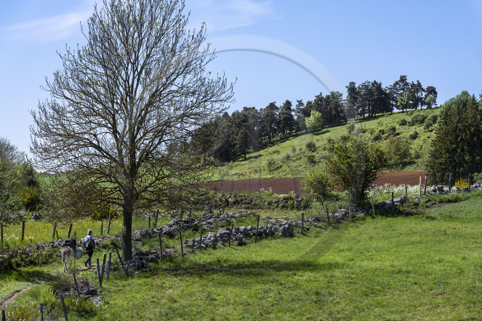 France, Haute-Loire (43), Landos, randonnée avec un âne sur le chemin de Stevenson (GR 70)