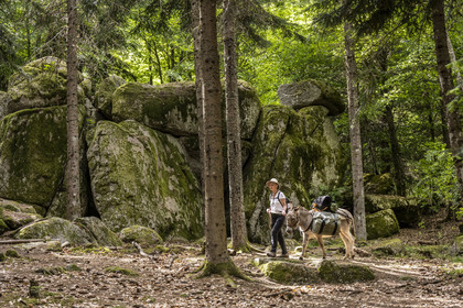 France, Lozère (48), Saint-Flour-de-Mercoire, forêts de la Margeride, randonnée avec un âne sur le chemin de Stevenson (GR 70) et sur le sentier des fades (les fées en occitan)