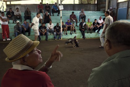 France, Reunion island (French overseas department), Petit Tampon, cockfight in the Rond de Coq