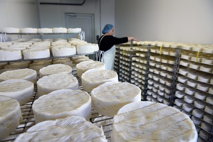 France, Orne (61), Pays d'Auge, village de Camembert, Ferme de la Héronnière, AOC Camembert au lait cru, maturation et affinage du camembert fermier dans le hâloir