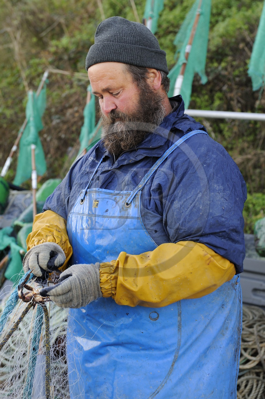 France, Seine-Maritime (76), Veules-les-Roses, pêcheur récupérant la pêche du jour des filets