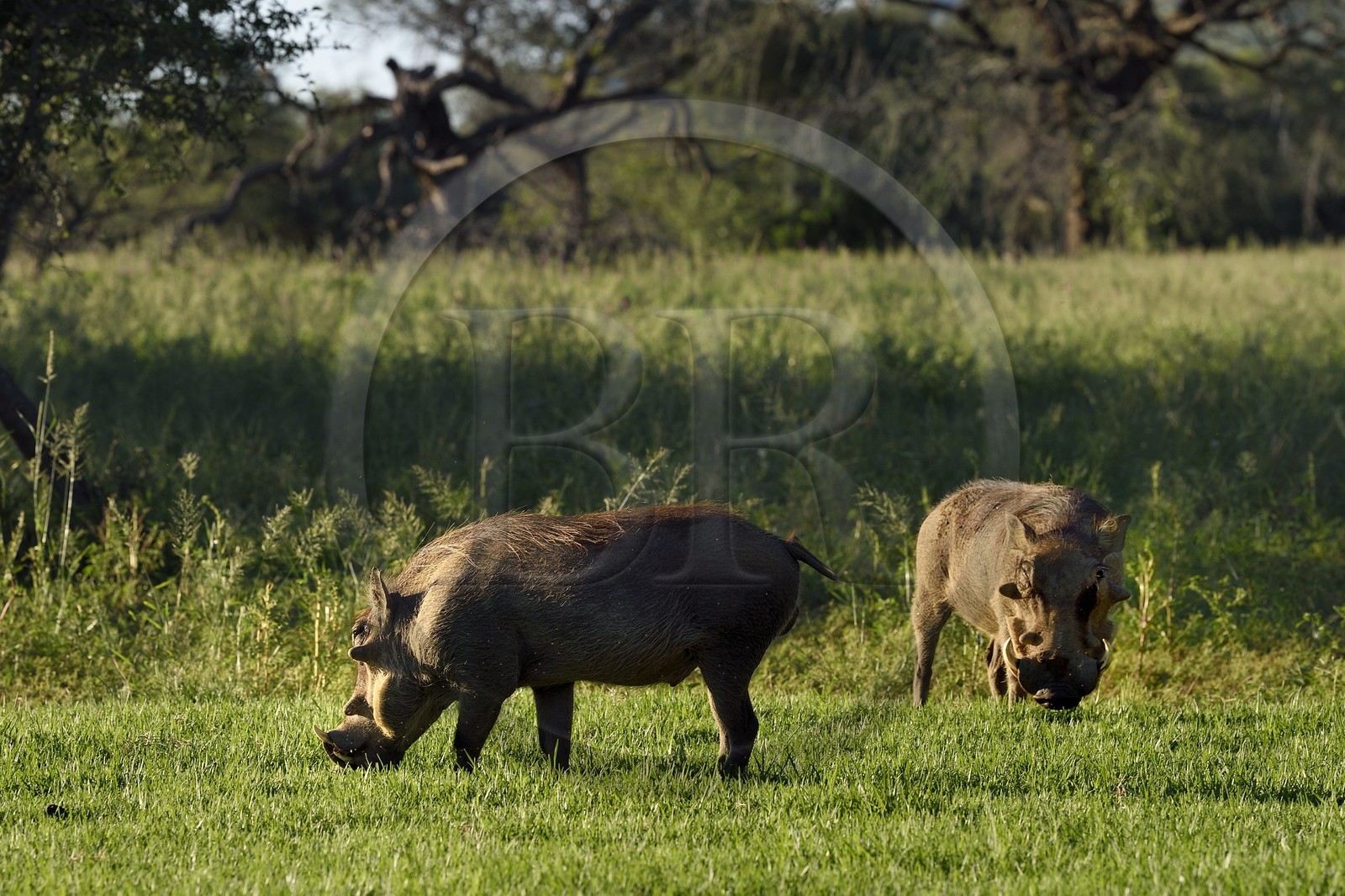 Namibie, région de Khomas, nord de Windhoek, Okapuka Ranch, phacochères (Phacochoerus africanus)