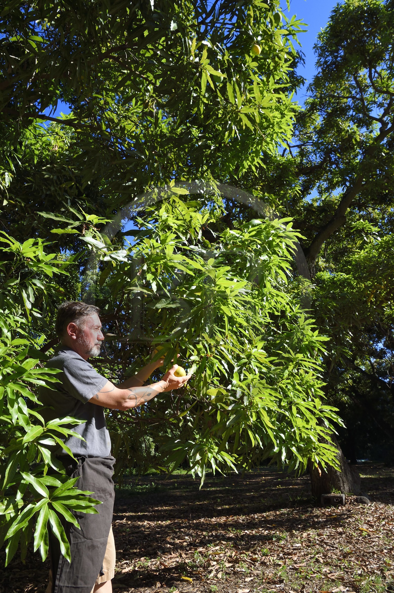 France, Ile de la Reunion, Saint-Paul, verger de mangue Laperrière au Tour-des-Roches, Ludovic Maufras createur de La Part des Anges Distillation recolte des mangues destinées à la confection de son eau de vie naturelle
