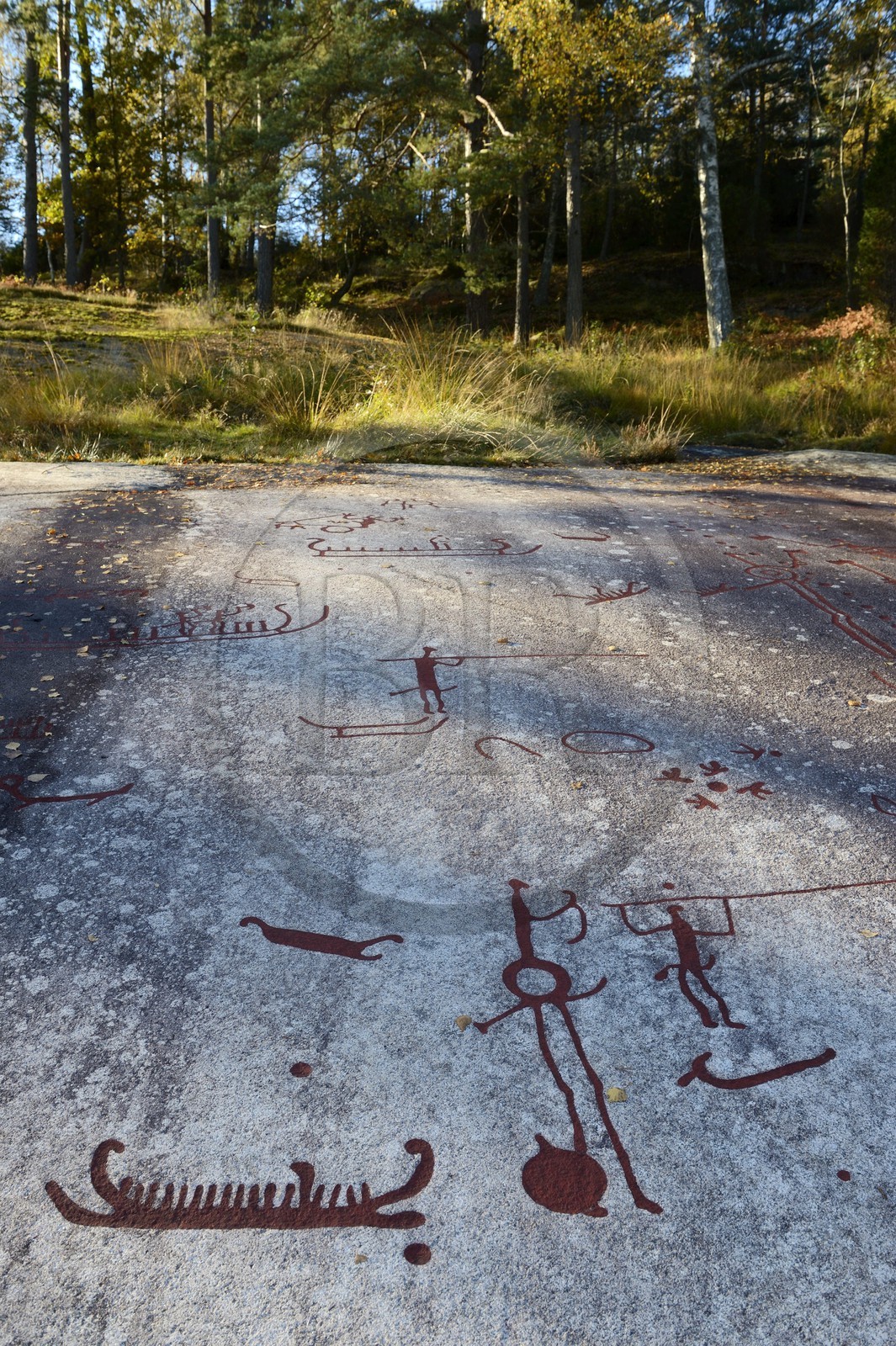 Suède, comté de Bohuslän, Tanum Vitlycke, site classé Patrimoine Mondial de l'UNESCO, gravures rupestres