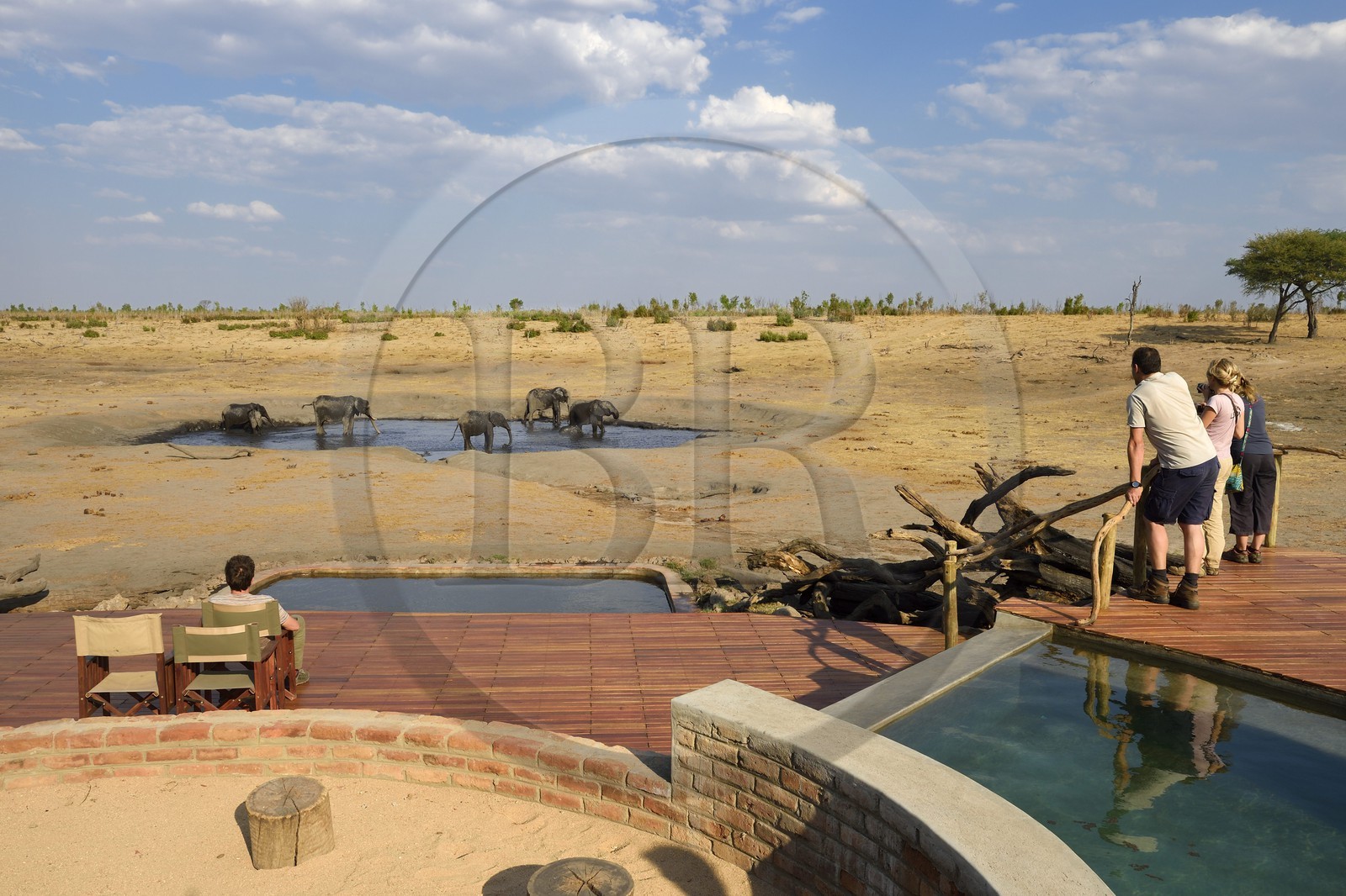 Zimbabwe, province de Matabeleland septentrional, parc national Hwange, Somalisa Camp de African Bush Camps, observation des éléphants venus boire en bordure du lodge
