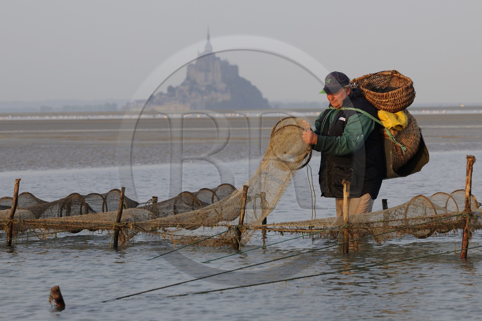 France, Manche, Bay of Mont Saint Michel, listed as World Heritage by UNESCO, Beach fisherman Guy Jugan lifting his nets full of Crangon crangon (grey shrimp) shrimps at dawn