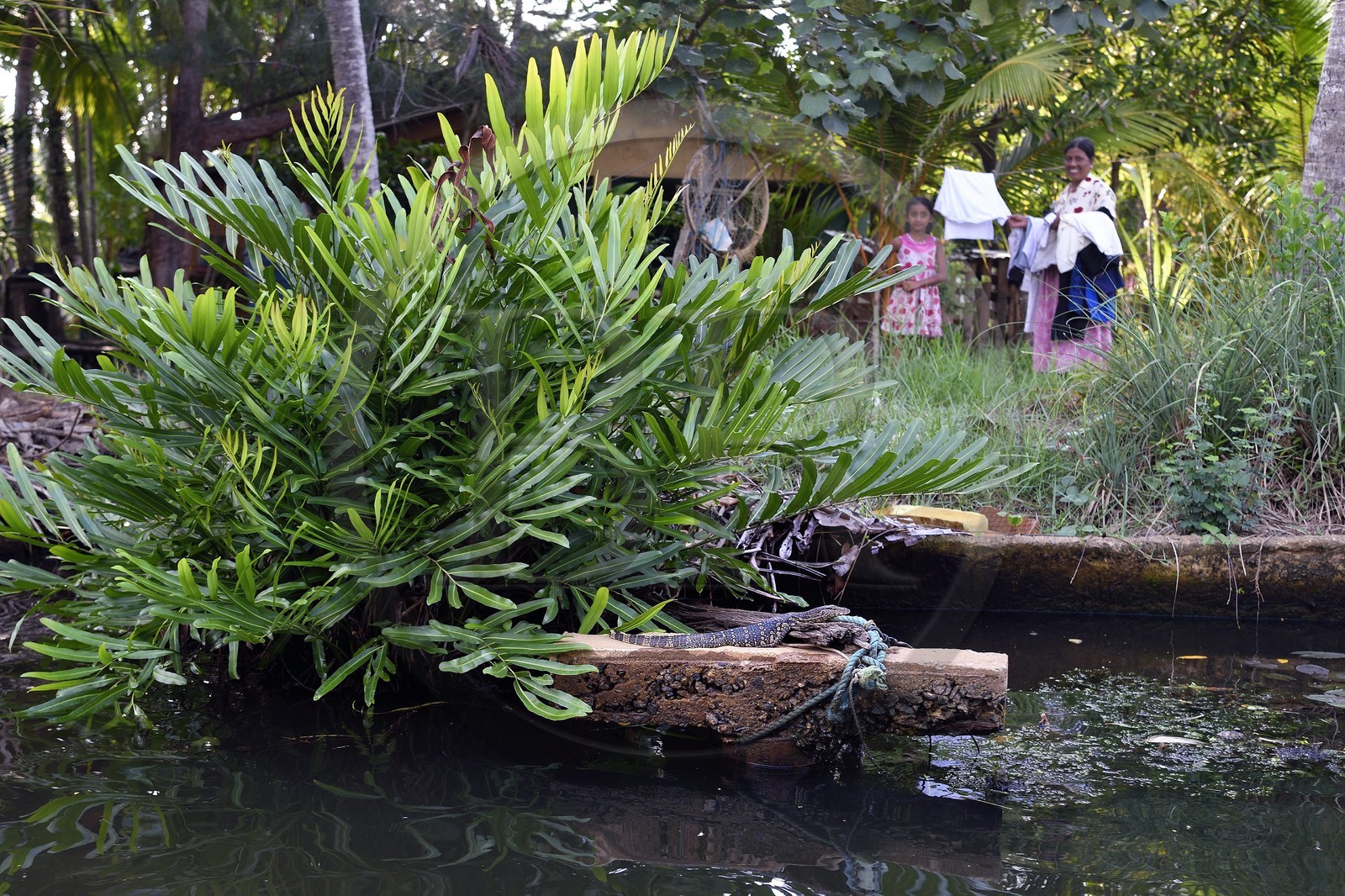 Sri Lanka, Province de l'Ouest, canal hollandais (Hamilton Canal) entre Colombo et Negombo vers Uswetakeiyawa, au premier plan un jeune varan malais (Varanus salvator)