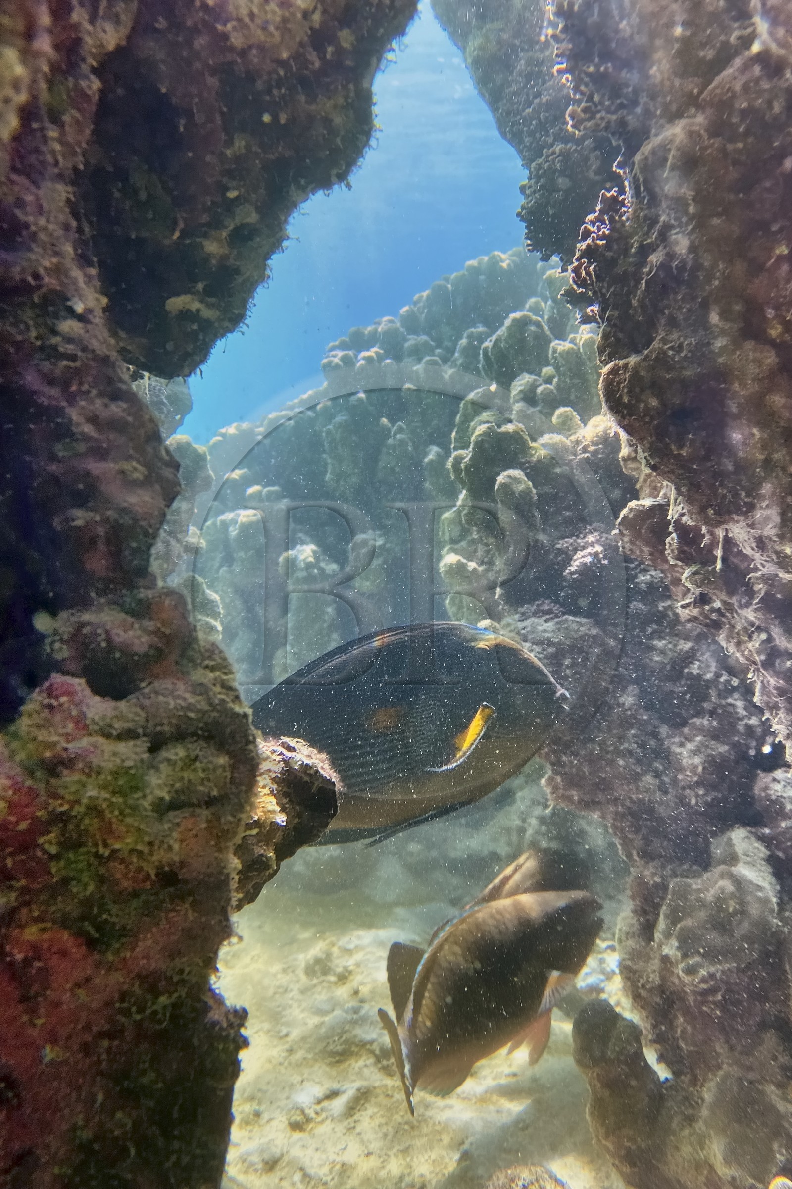 Sultanat d'Oman, gouvernorat de Mascate, réserve naturelle des Iles Daymaniyat, récif corallien