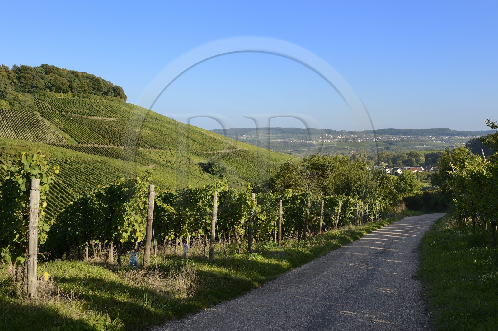 Luxembourg, Grevenmacher district, Moselle region, the Moselle vineyards around the village of Wintrange (Wintringen)
