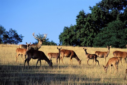 France, Gers (32), élevage de biches et de cerfs au Houga