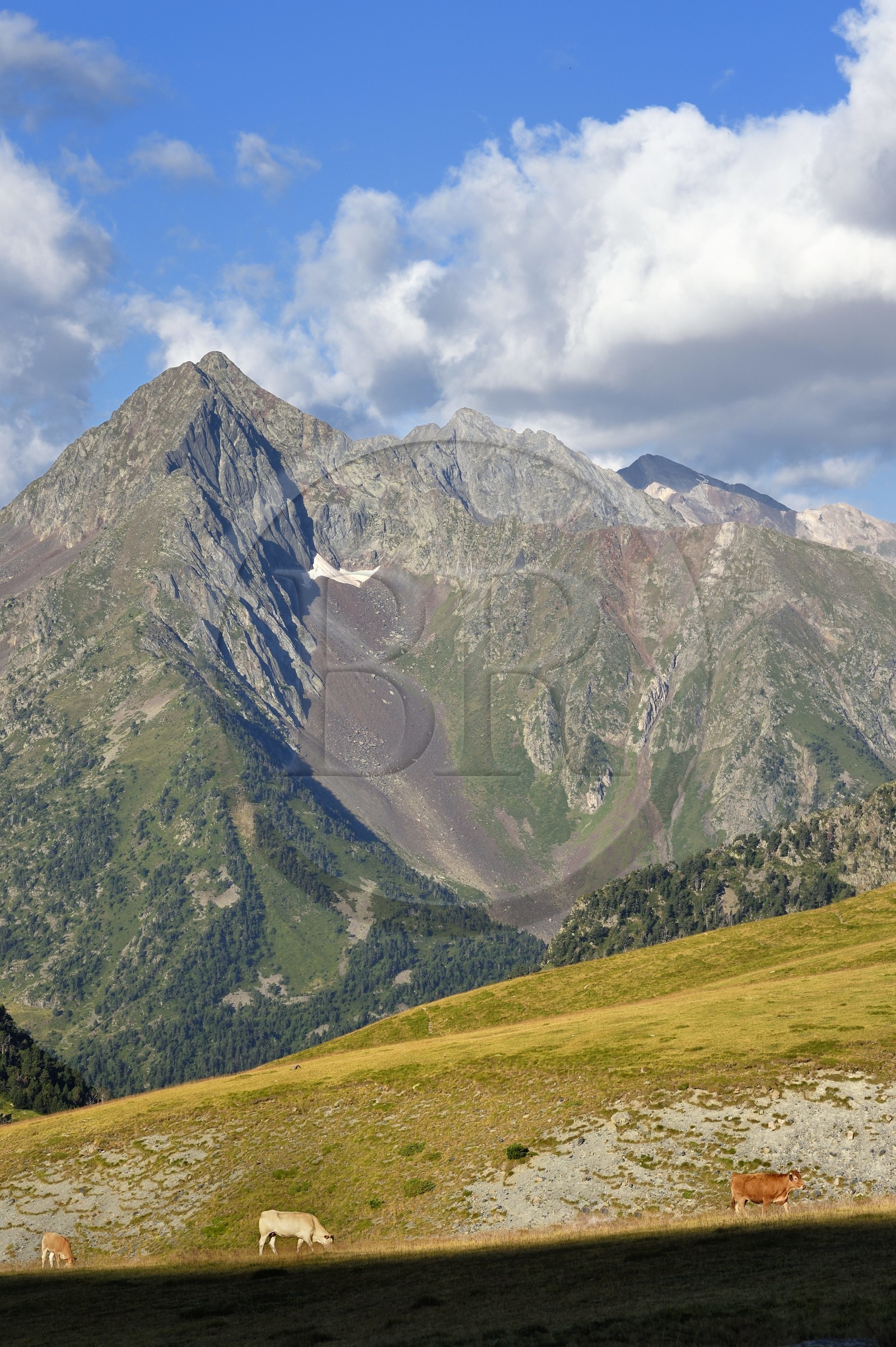 France, Hautes Pyrenees, Saint Lary Soulan and Vielle-Aure, hike on a variant of the GR10 between the Portet pass and the Bastan lakes on the edge of the Neouvielle nature reserve in the background, herd of cows in the summer pasture