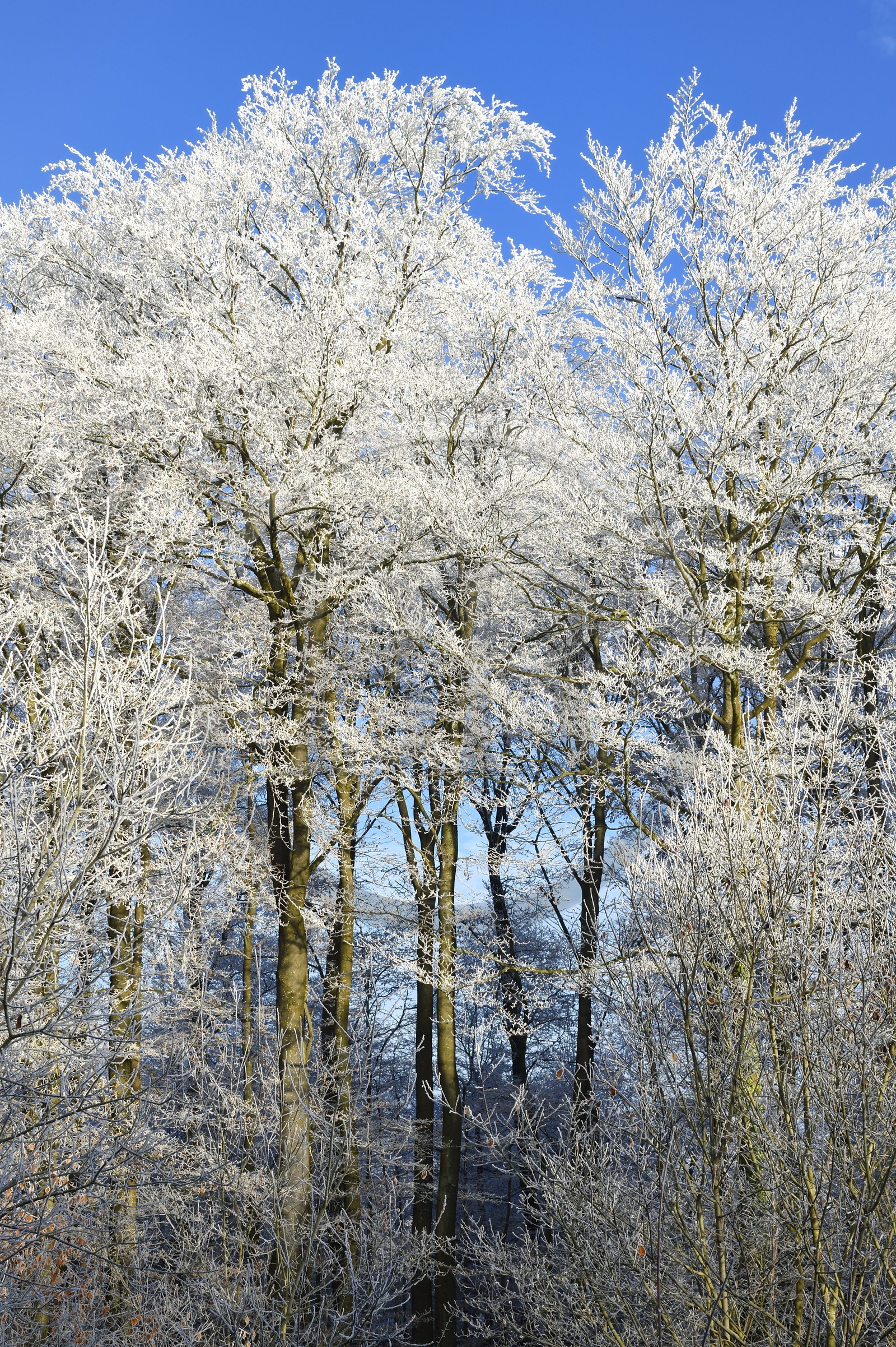 France, Bas Rhin, Saverne region, frosted trees