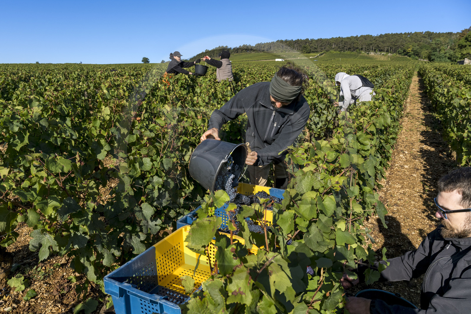 France, Côte-d'Or (21), les climats de Bourgogne classés Patrimoine Mondial de l'UNESCO, Route des Grands Crus, vignoble de la Côte de Beaune, Volnay, vendanges dans la parcelle de Taille-Pieds appartenant aux Hospices de Beaune qui servent à produire un Volnay 1er Cru cuvée Blondeau et cuvée Muteau à partir du cépage Pinot noir