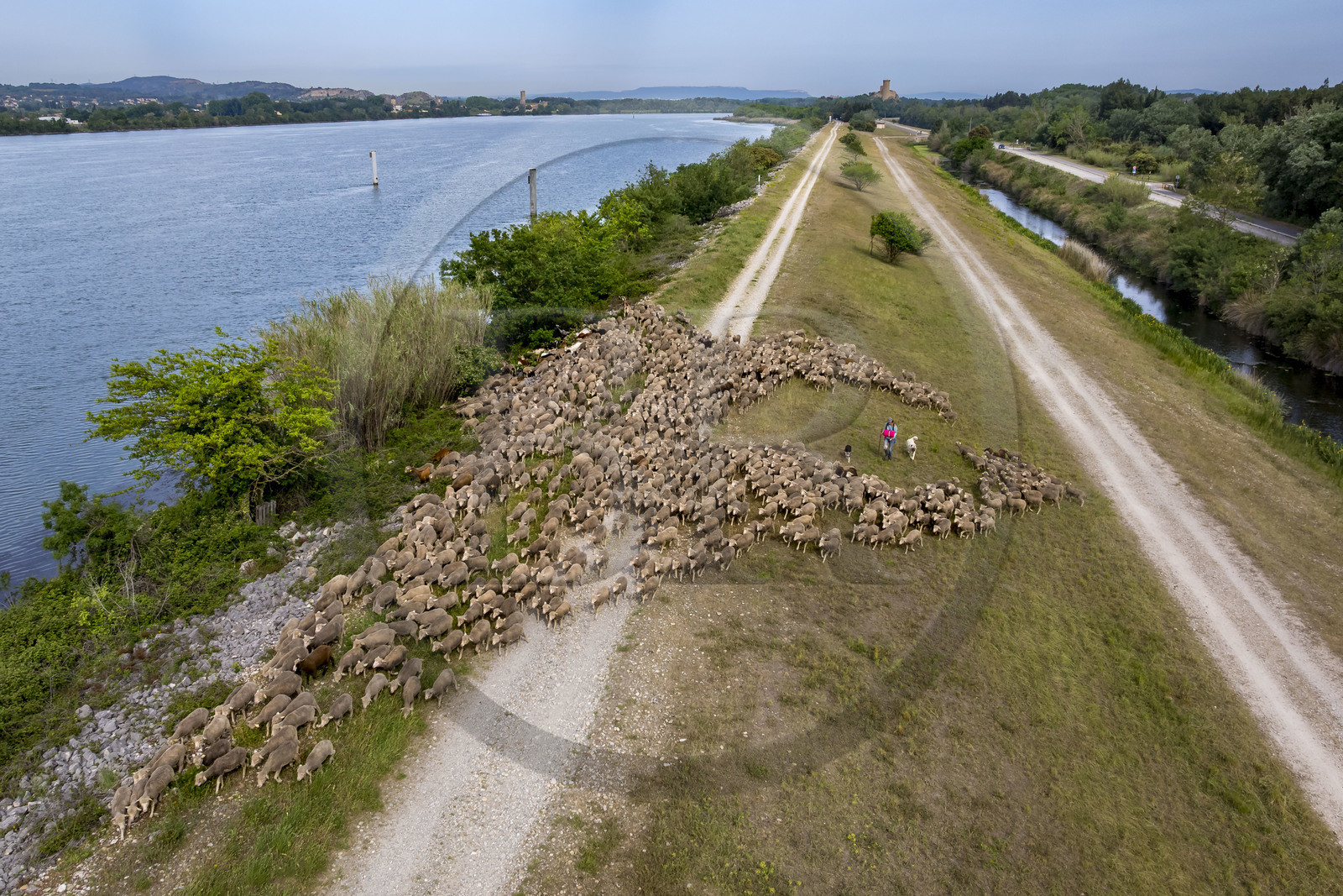 France, Vaucluse (84), Châteauneuf-du-Pape, le troupeau de brebis Merinos d'Arles (et quelques chèvres) menée par la bergère Natacha Fasujevic en éco-pâturage sur les bords du Rhone, le chateau de L'Hers (Xe siècle) en arrière plan (vue aérienne)