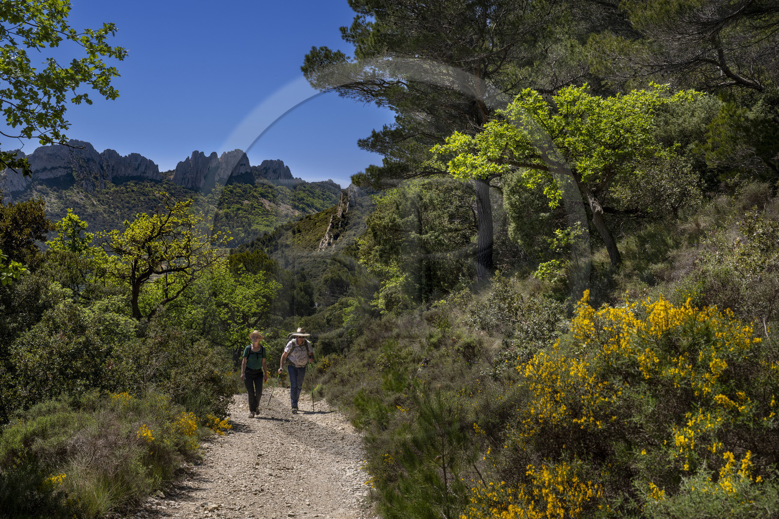France, Vaucluse (84), Dentelles de Montmirail, Gigondas, randonneurs sur un sentier longeant les Dentelles Sarrasines au coeur du massif