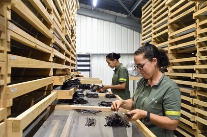 France, Ile de la Reunion, Saint-Louis, Domaine de Bellevue, producteur de vanille biologique, calibrage des gousses de vanille
