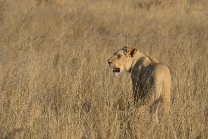 Zimbabwe, Midlands Province, Gweru, Antelope Park home to ALERT (African Lion and Environmental Research Trust), young lioness (panthera leo)