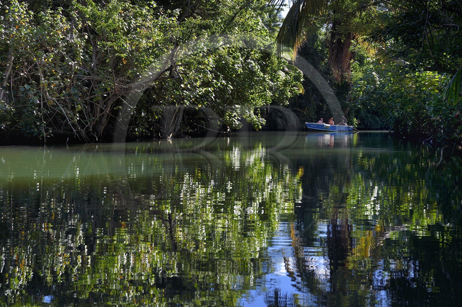 Caraïbes, Ile de la Dominique, Portsmouth, touristes découvrant les rives de l'Indian River en barque