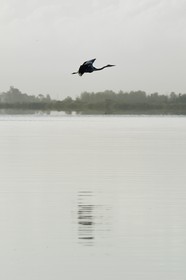 France, Haute-Corse (2B), l'étang de Biguglia (stagnu di Chjurlinu), réserve naturelle de Corse (RNC), héron cendré
