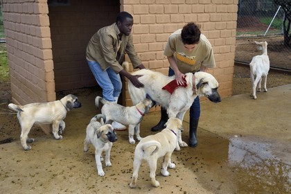 Namibie, Otjiwarongo, Cheetah Conservation Fund, centre de recherche et d'éducation, le Livestock Guarding Dog Program (programme chien de garde du bétail) du CCF a été très efficace pour réduire les taux de prédation et ainsi aussi l'inclinaison des agriculteurs à piéger ou tirer sur des guépards, élevage de chien Berger d'Anatolie aussi connu sous le nom de Kangal
