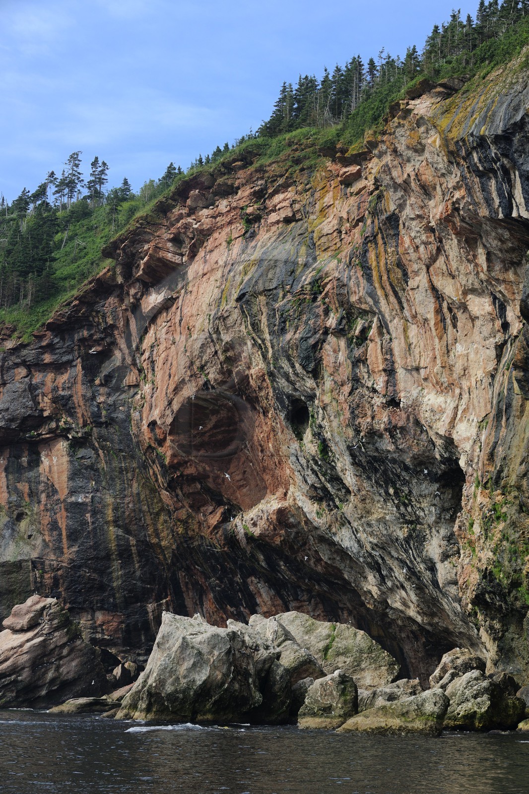 Canada, province de Québec, Gaspésie, île Bonaventure