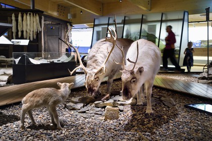 Norvège, Svalbard, Spitzberg, Longyearbyen, Svalbard museum, renne de Svalbard (Rangifer tarandus platyrhynchus)