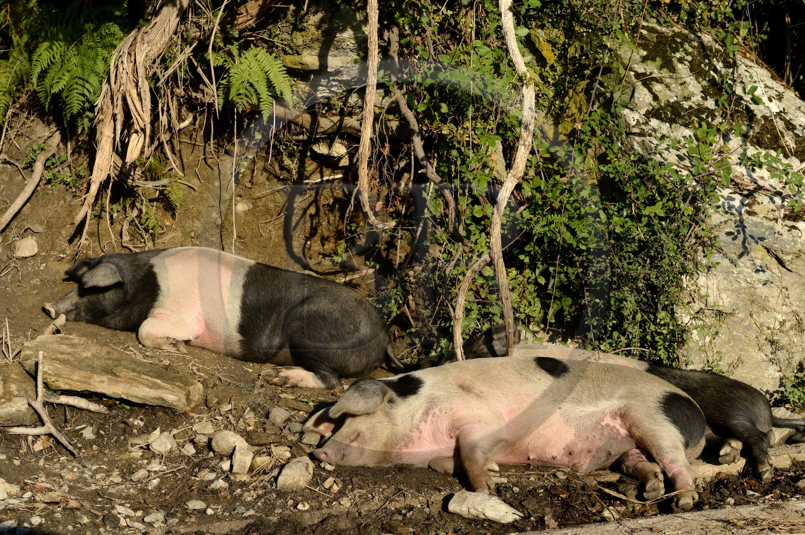 France, Haute Corse, Castagniccia, pigs in the wild