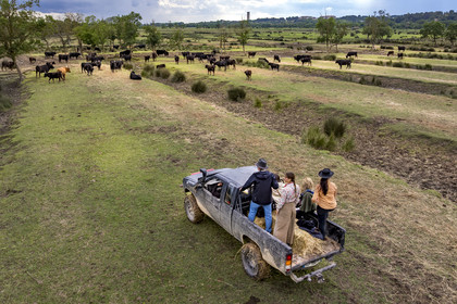 France, Gard, Saint Gilles du Gard, Pierre Aubanel & son manade (cattle and horses ranch), Camargue bulls called Raco di Biou, four wheel drive tour of the property