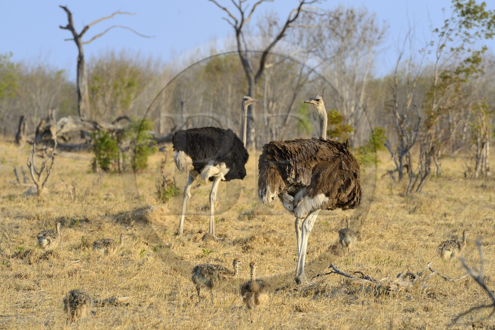 Zimbabwe, province de Matabeleland septentrional, parc national Hwange, couple d'autruches d’Afrique (Struthio camelus), le male au plumage noir et la femelle au plumage brun