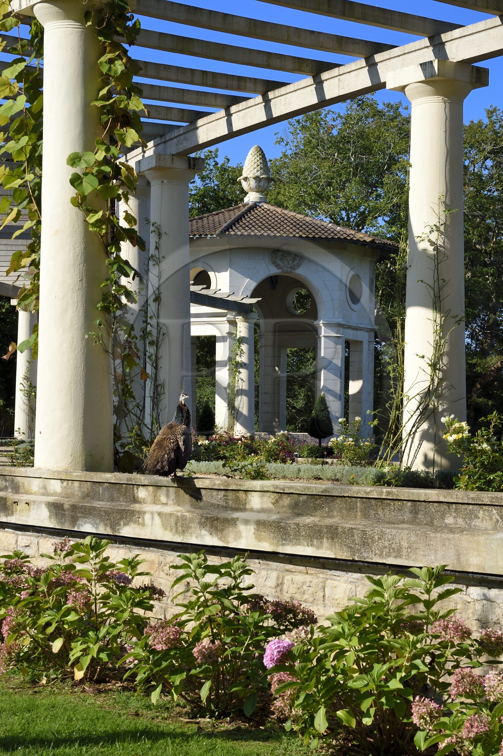 France, Pyrénées-Atlantiques (64), Pays-Basque, Cambo-les-Bains, jardin à la française de la Villa Arnaga, musée et maison d'Edmond Rostand, paon devant la pergola