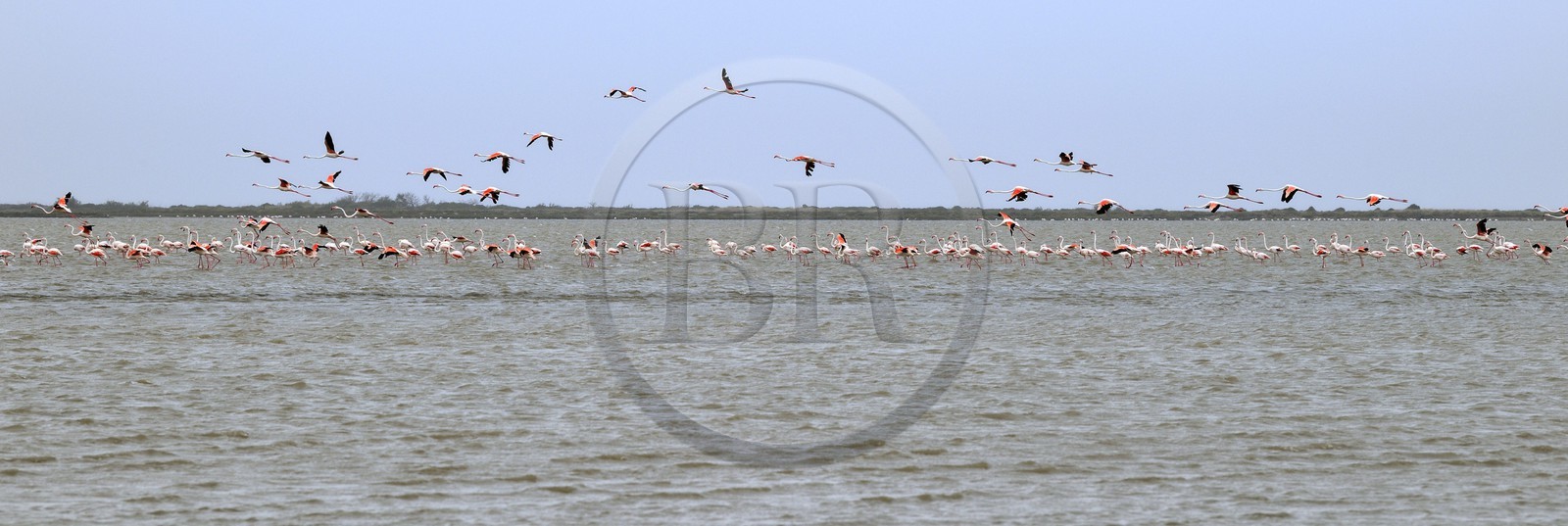 France, Bouches-du-Rhône (13), Parc naturel régional de Camargue, l’étang du Vaisseau, flamants roses (Phoenicopterus roseus)